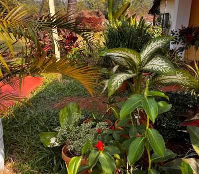 WhatsApp Image 2026-02-25 at 20.24.38